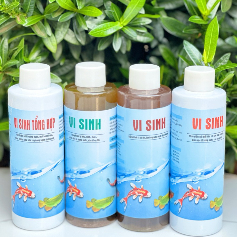 Vi sinh Rhodopseudomonas PSB – Khử NH3, H2S, ổn định pH – làm trong nước hồ cá – 4 Màu Độc Quyền