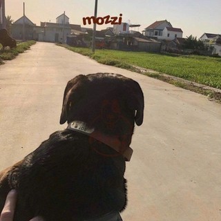 Dây da gắn tag đồng và tag bạc khắc tên cho chó mèo - Pettag Mozzi