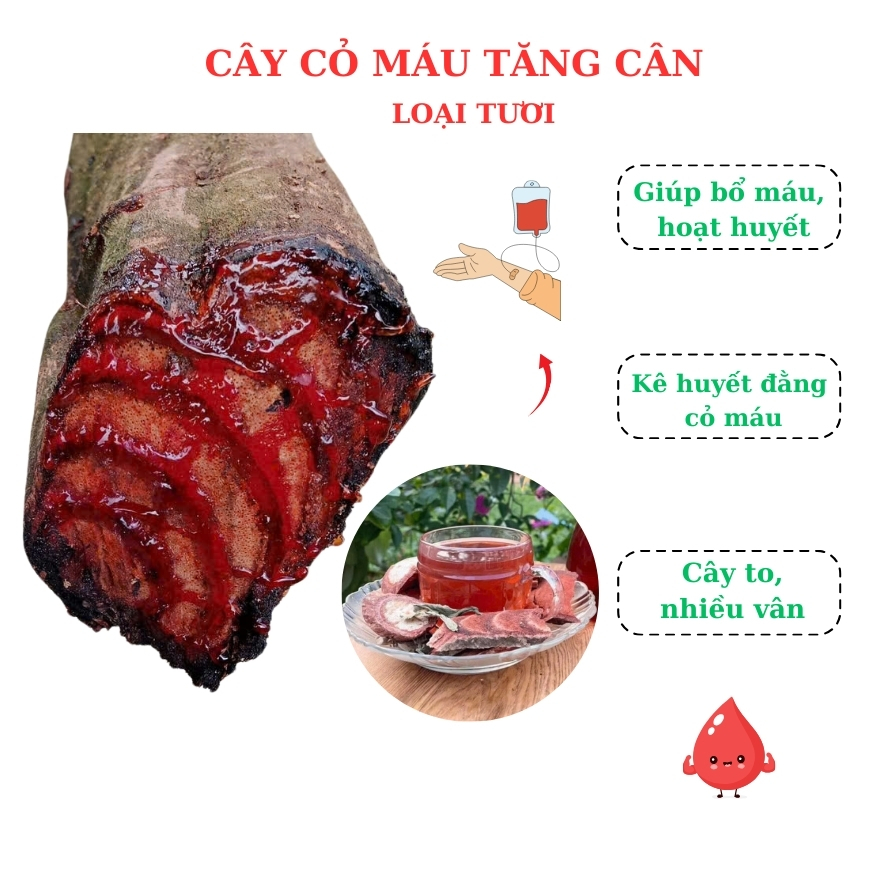 Cỏ Máu, Cây Cỏ Máu Tươi Nguyên Chất Giúp Bổ Máu, …