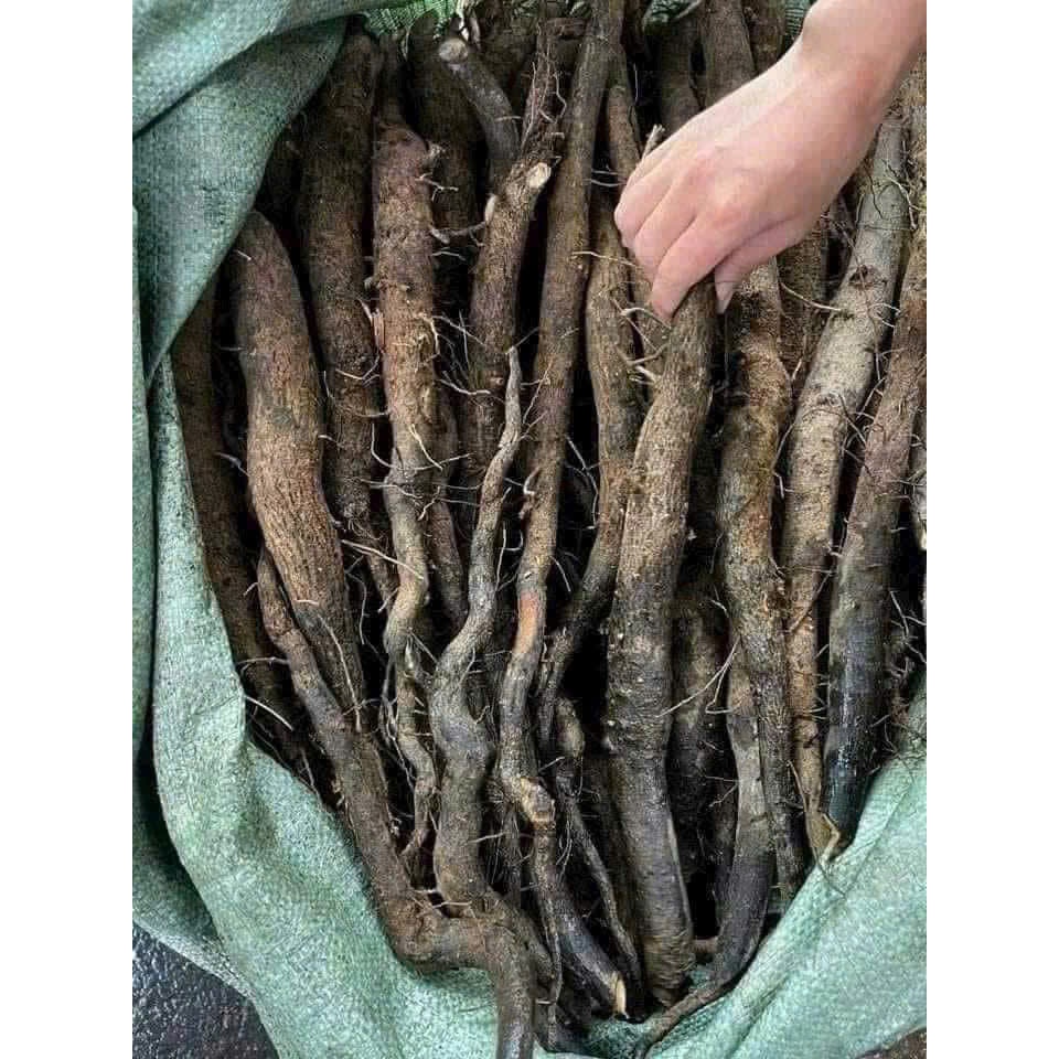 [1Kg] Sâm béo đen (Sâm Bảo Ngọc,Sâm Một Rễ) Sạch hút chân không