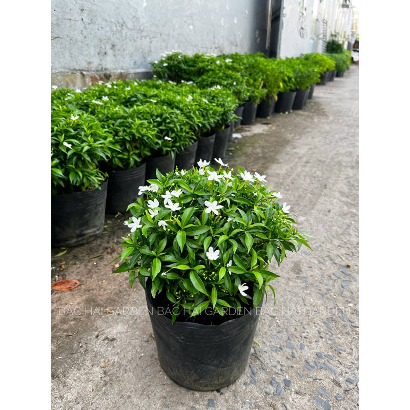 Mai tiểu thư sẵn hoa- Cây ưa nắng siêng hoa- Cây hoa ban công, sân vườn