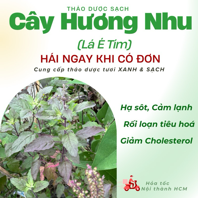Cây Hương Nhu tía, lá é tía giải cảm sốt. | Shopee Việt Nam