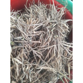 Củ sâm nổ khô (sâm tanh tách, sâm đất), là loại mọc tự nhiên núi Khánh Hòa, phơi khô bằng nắng tự nhiên