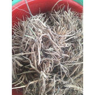 Củ sâm nổ khô (sâm tanh tách, sâm đất), là loại mọc tự nhiên núi Khánh Hòa, phơi khô bằng nắng tự nhiên