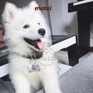 Combo Thẻ tên inox và dây da khắc tên chó mèo | Mozzi