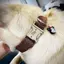 Dog Collar Pro Dây vải cao cấp khắc tên cho chó - Pettag Mozzi