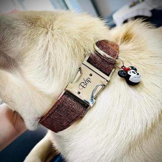 [Nhắn tin thông tin khắc thẻ]Dog Collar Pro Dây vải cao cấp khắc tên cho chó - Pettag Mozzi