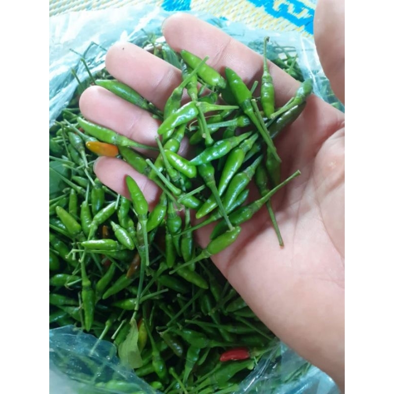 Bầu Giống Ớt Thóc Sẵn Vô Số Quả💞 Cay Thơm Thu Hoạch Quanh Năm, Cây Lâu Năm