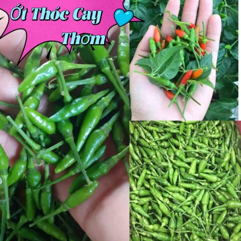 Bầu Giống Ớt Thóc Sẵn Vô Số Quả💞 Cay Thơm Thu Hoạch Quanh Năm, Cây Lâu Năm