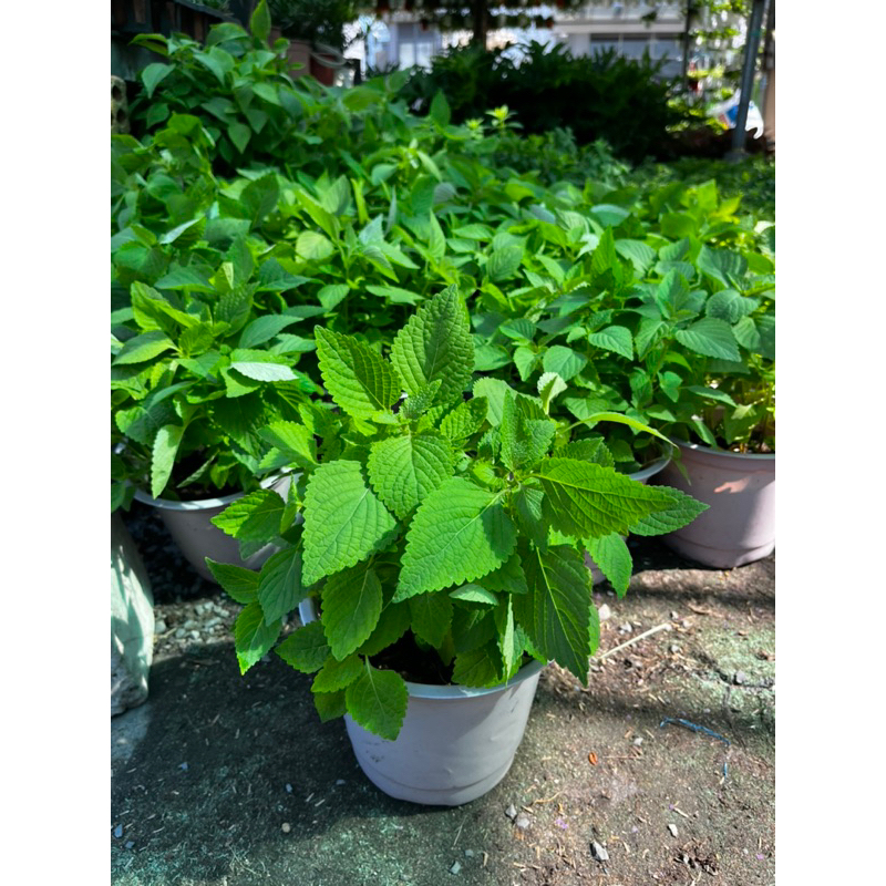 Chậu rau kinh giới- Rau sạch gia vị vườn nhà