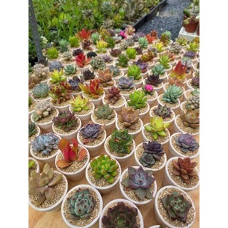 Set quà tặng sen đá kèm túi hoa cúc chậu mini 5cm MẦM NẮNG GARDEN  lỗi 1 đền 1