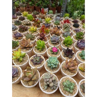 Set quà tặng sen đá kèm túi hoa cúc chậu mini 5cm MẦM NẮNG GARDEN  lỗi 1 đền 1