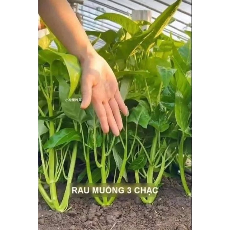 Hạt Giống Rau Muống Ba Chạc 💞 Dòn Ngọt Thu Hoạch Quanh Năm
