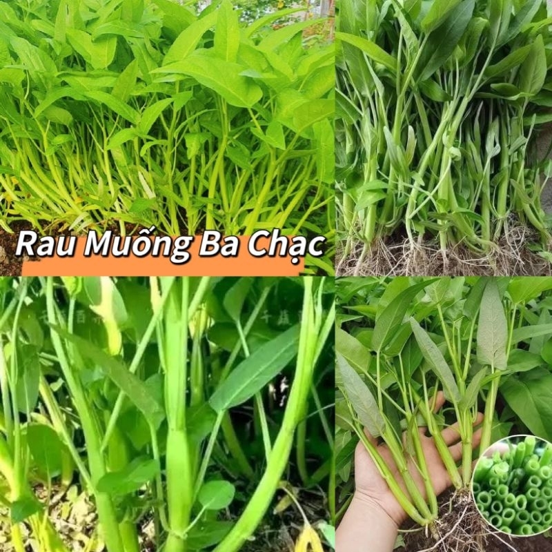 Hạt Giống Rau Muống Ba Chạc 💞 Dòn Ngọt Thu Hoạch Quanh Năm