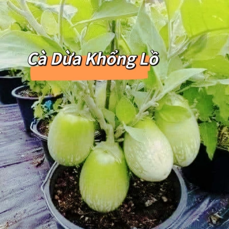 100 Hạt Giống Cà Dừa Sọc Khổng Lồ💥 Ăn Cực ngon,  Cực Kỳ Năng Suất