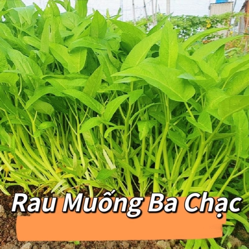 Hạt Giống Rau Muống Ba Chạc 💞 Dòn Ngọt Thu Hoạch Quanh Năm