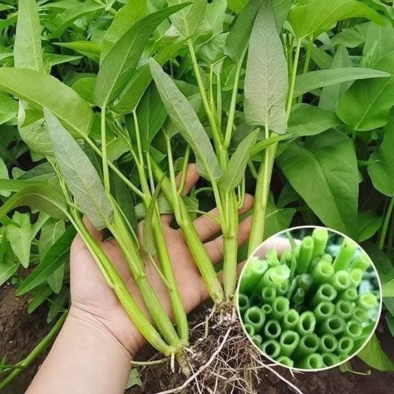 Hạt Giống Rau Muống Ba Chạc 💞 Dòn Ngọt Thu Hoạch Quanh Năm