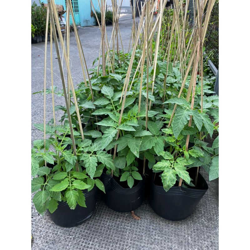 Cây giống cà chua- Cây rau sạch vườn trồng