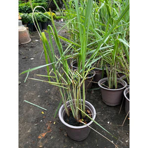 Chậu Sả cây- Cây gia vị Việt sạch khỏe có sẵn tại Vườn- Ship hỏa tốc