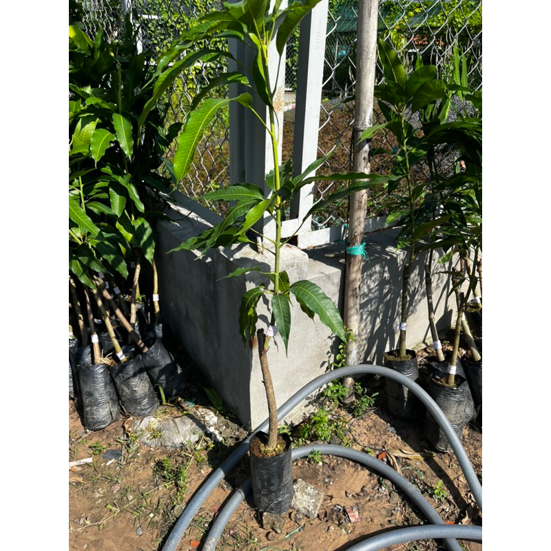 Xoài cát hoà lộc- Cây giống sạch khoẻ cao trên 1m sẵn tại vườn- Ship hỏa tốc
