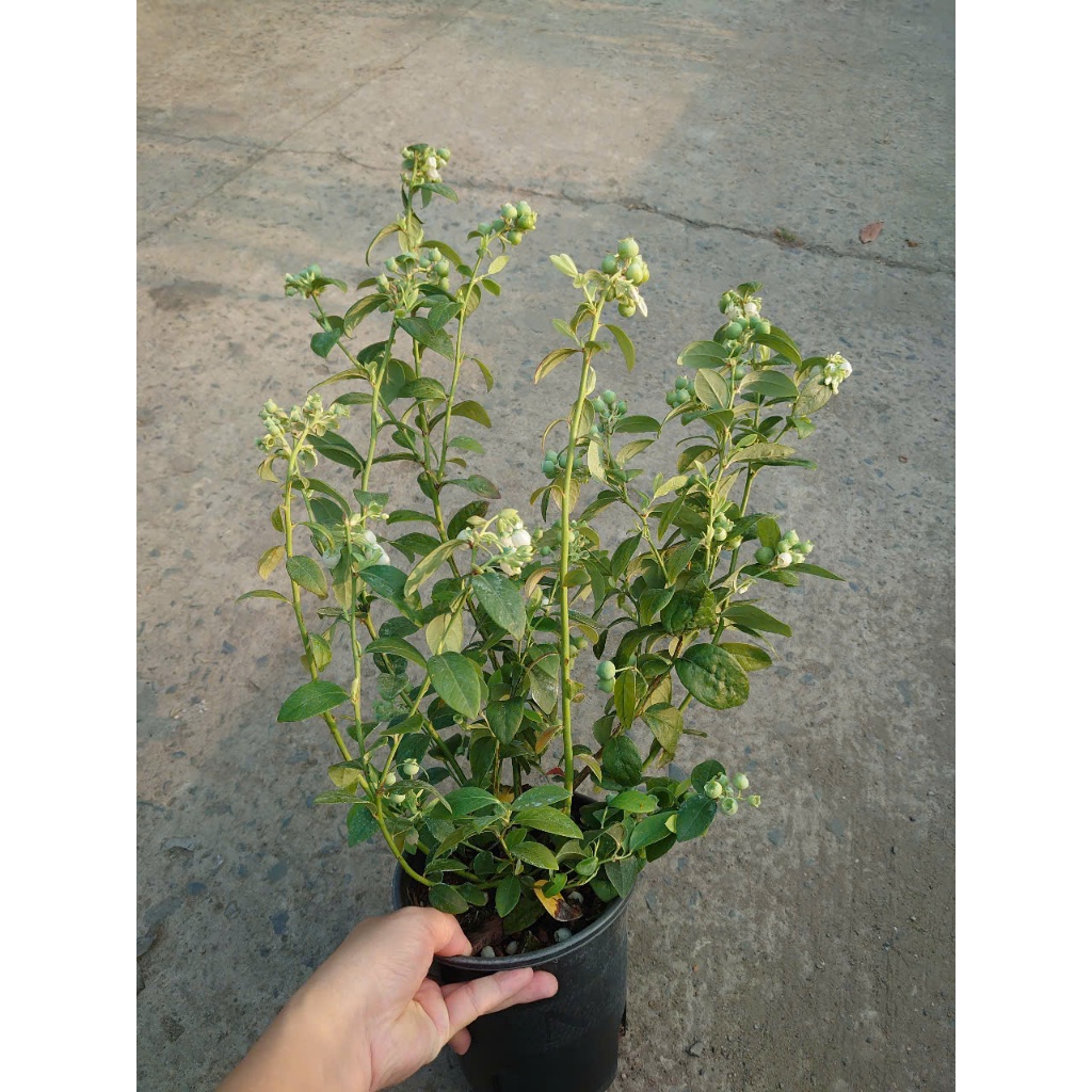 Cây Việt Quất tứ quý (Blueberry) cây trưởng thành đang có quả cao 40-60cm , ra trái 4 mùa quanh năm