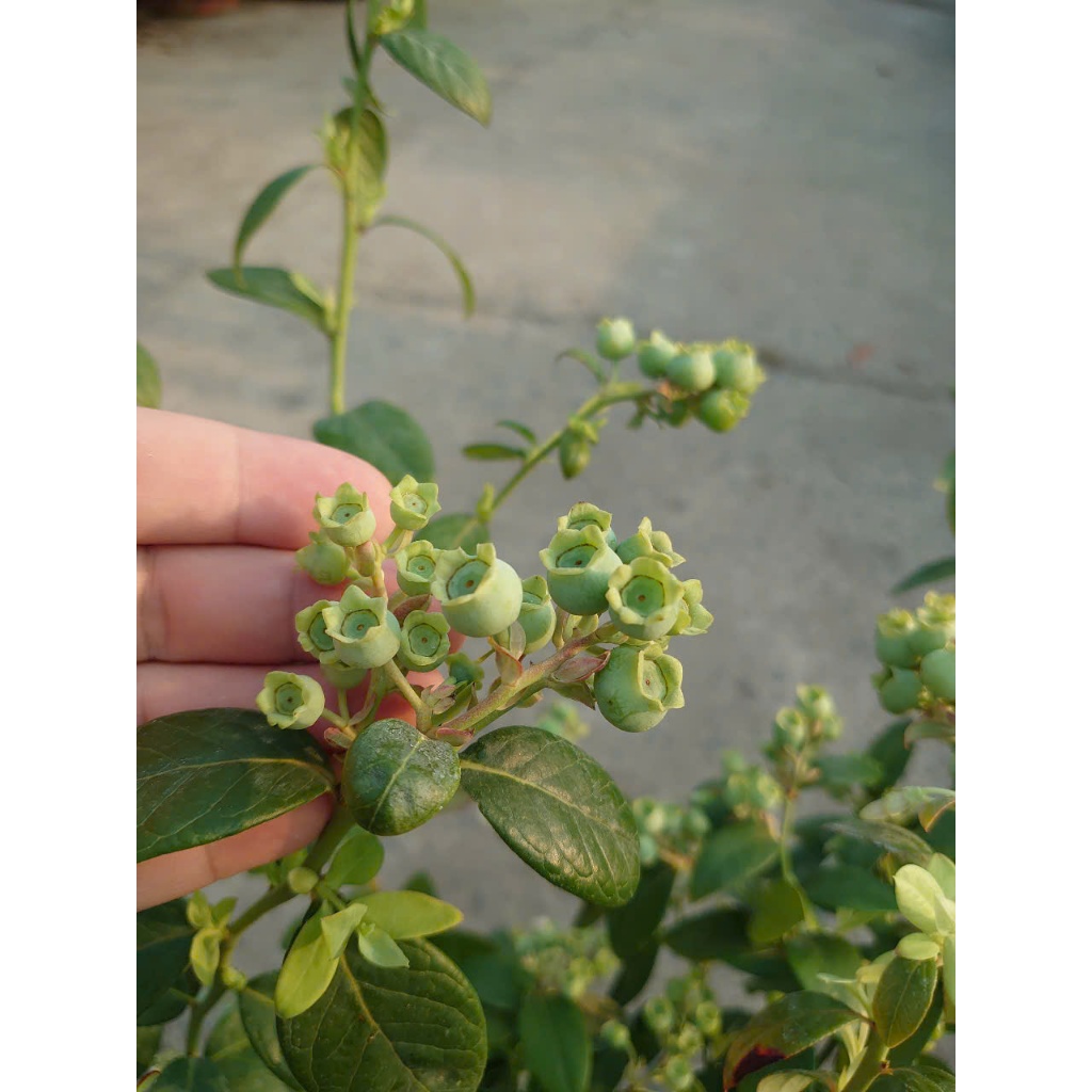 Cây Việt Quất tứ quý (Blueberry) cây trưởng thành đang có quả cao 40-60cm , ra trái 4 mùa quanh năm