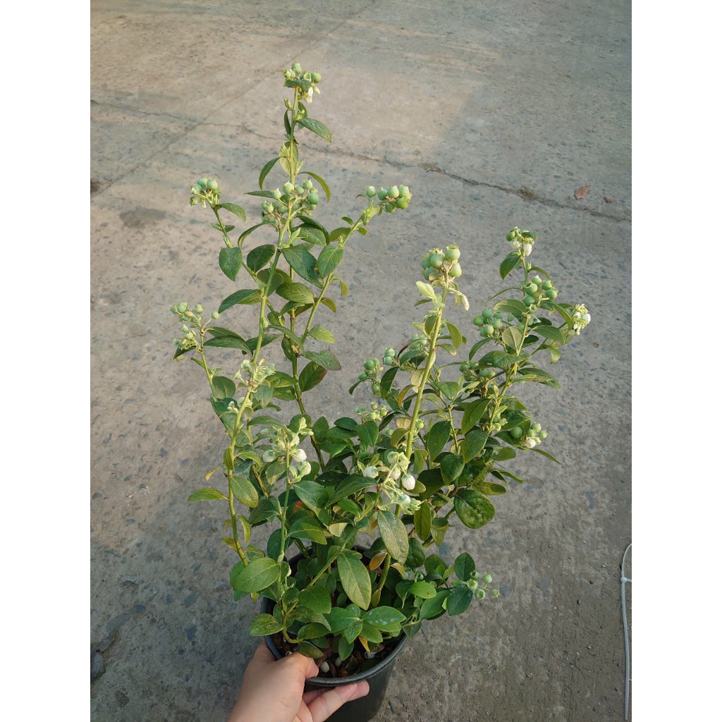Cây Việt Quất tứ quý (Blueberry) cây trưởng thành đang có quả cao 40-60cm , ra trái 4 mùa quanh năm
