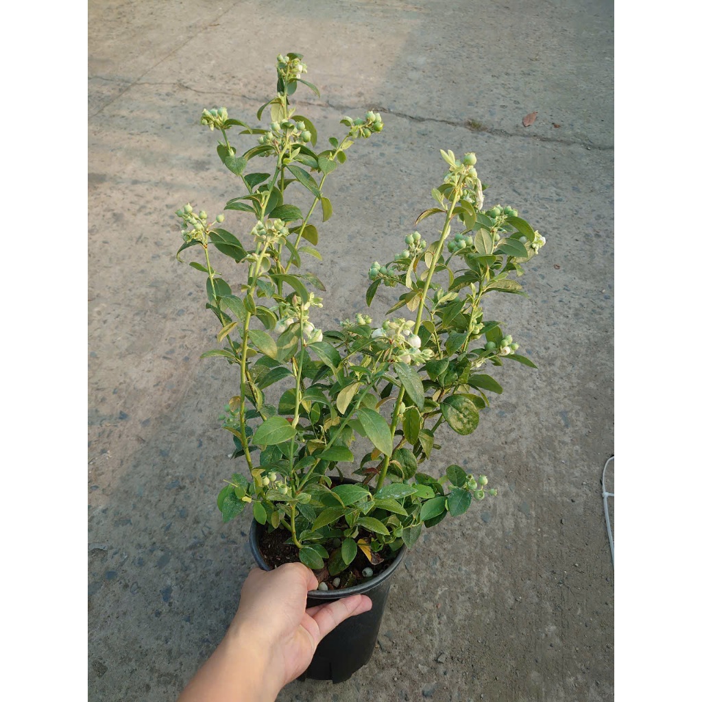 Cây Việt Quất tứ quý (Blueberry) cây trưởng thành đang có quả cao 40-60cm , ra trái 4 mùa quanh năm
