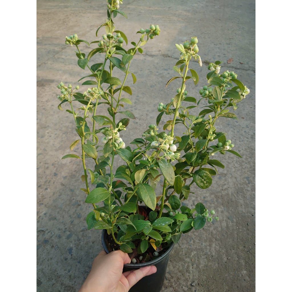 Cây Việt Quất tứ quý (Blueberry) cây trưởng thành đang có quả cao 40-60cm , ra trái 4 mùa quanh năm