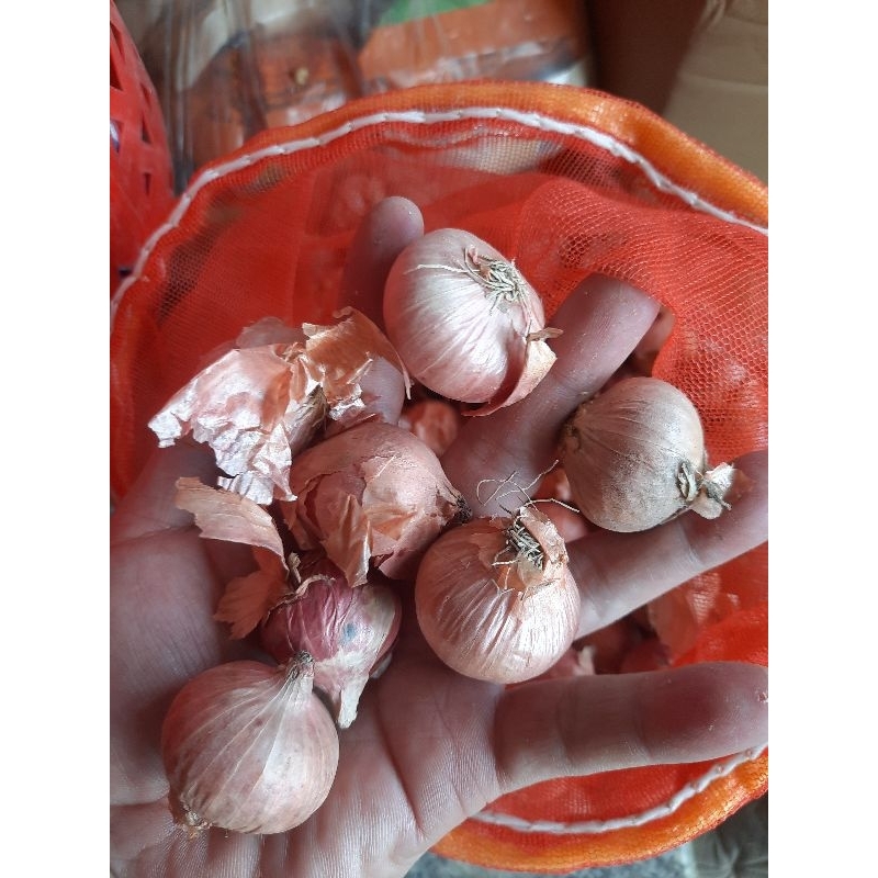 Đặc sản Hành cô đơn của người dân tộc H'MÔNG SƠN LA
