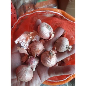 Đặc sản Hành cô đơn của người dân tộc H'MÔNG SƠN LA