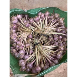 Tỏi Tía Ta Sơn La được đồng bào người thái trồng trên nương dẫy chất lượng hàng đầu về tỏi Việt Nam