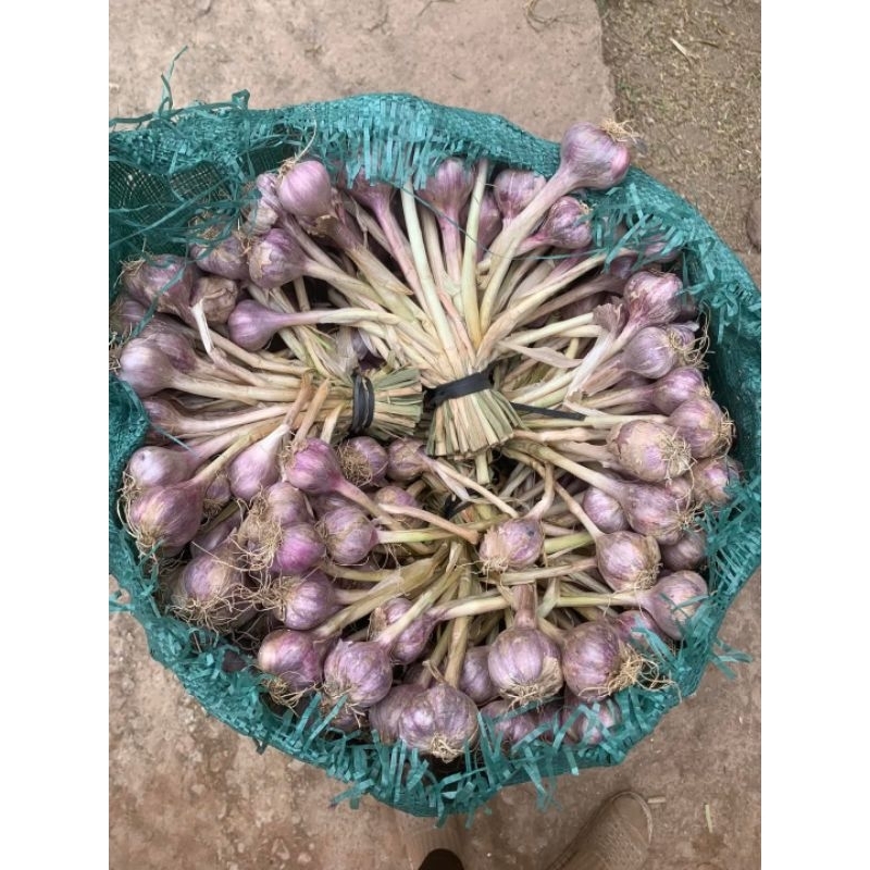 Tỏi Tía Ta Sơn La được đồng bào người thái trồng trên nương dẫy chất lượng hàng đầu về tỏi Việt Nam