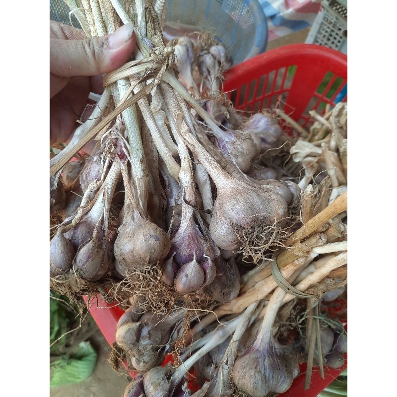 Tỏi Tía Ta Sơn La được đồng bào người thái trồng trên nương dẫy chất lượng hàng đầu về tỏi Việt Nam