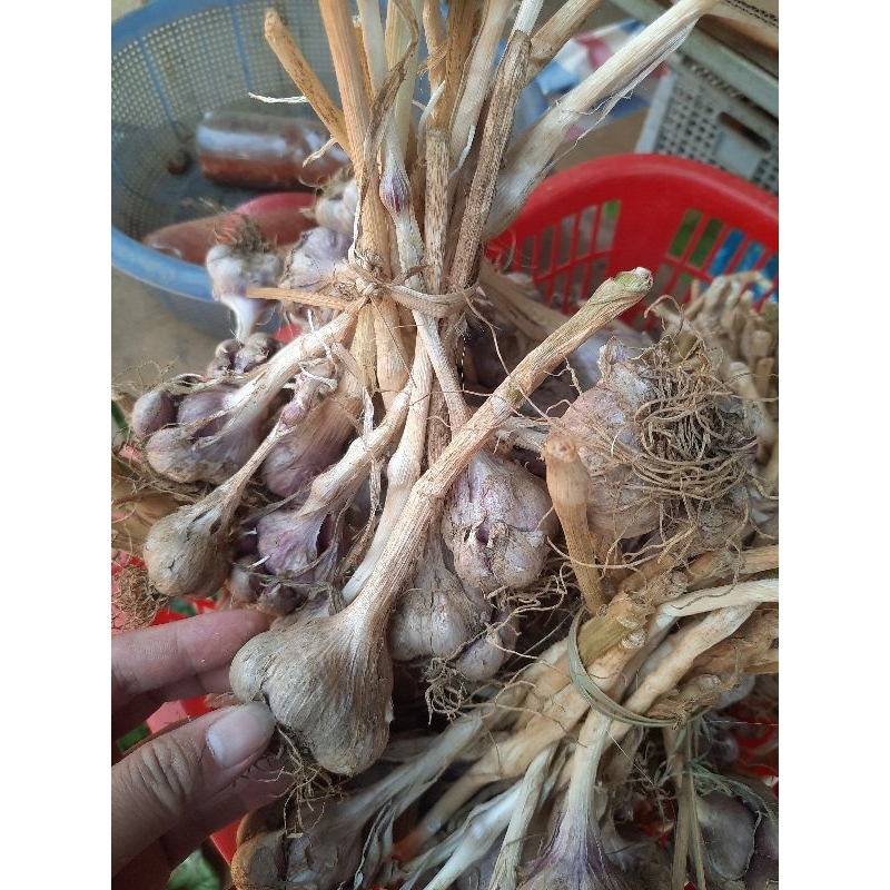 Tỏi Tía Ta Sơn La được đồng bào người thái trồng trên nương dẫy chất lượng hàng đầu về tỏi Việt Nam