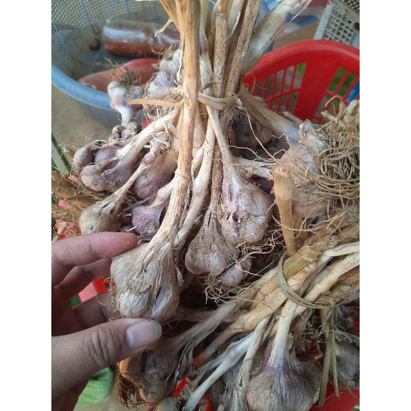 Tỏi Tía Ta Sơn La được đồng bào người thái trồng trên nương dẫy chất lượng hàng đầu về tỏi Việt Nam