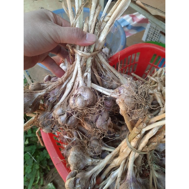 Tỏi Tía Ta Sơn La được đồng bào người thái trồng trên nương dẫy chất lượng hàng đầu về tỏi Việt Nam