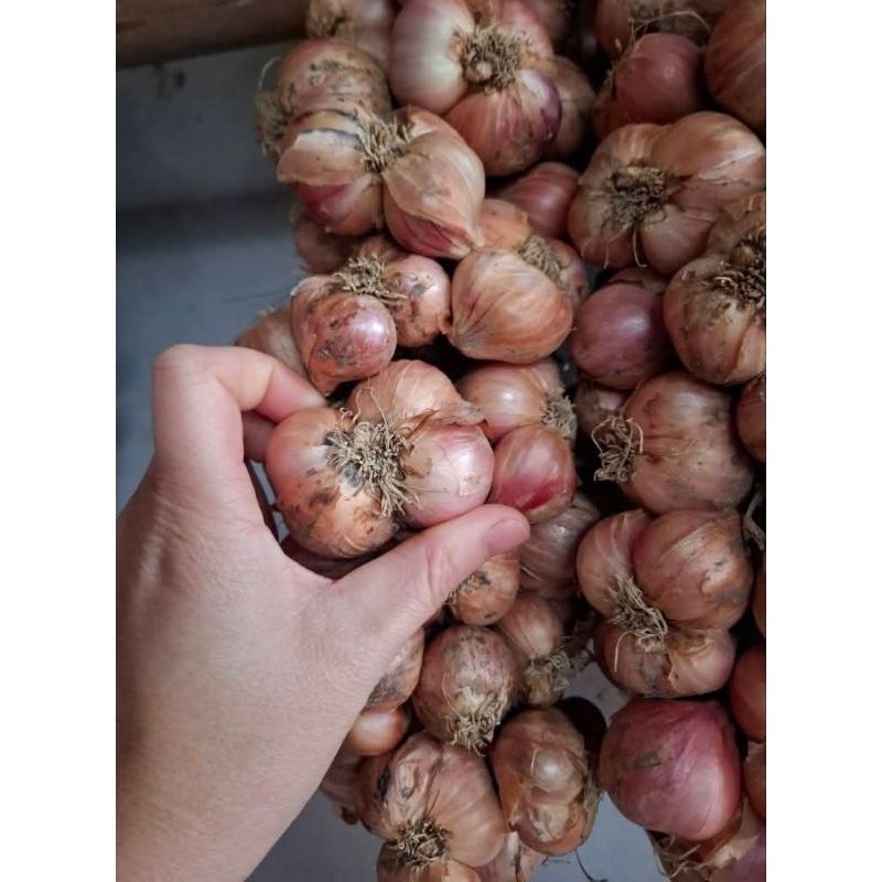 Đặc sản Hành cô đơn của người dân tộc H'MÔNG SƠN LA