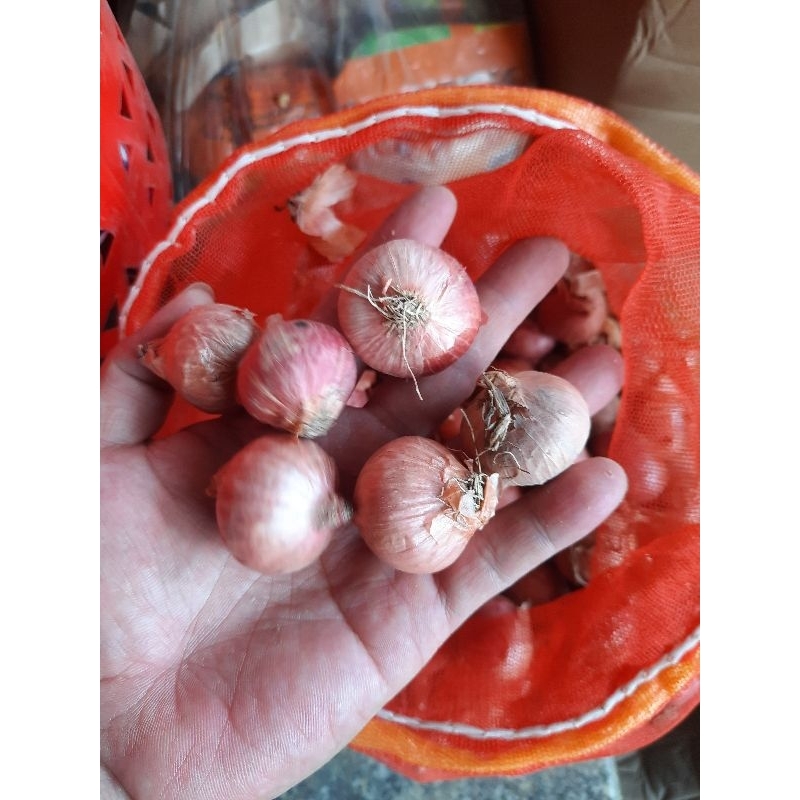 Đặc sản Hành cô đơn của người dân tộc H'MÔNG SƠN LA