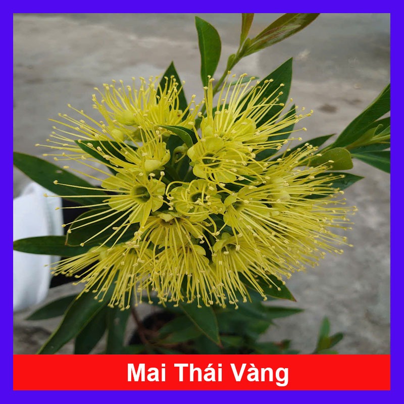 Cây Mai Thái Xanh (Vàng Nghệ) - chậu cây size lớn đang hoa hoặc nụ