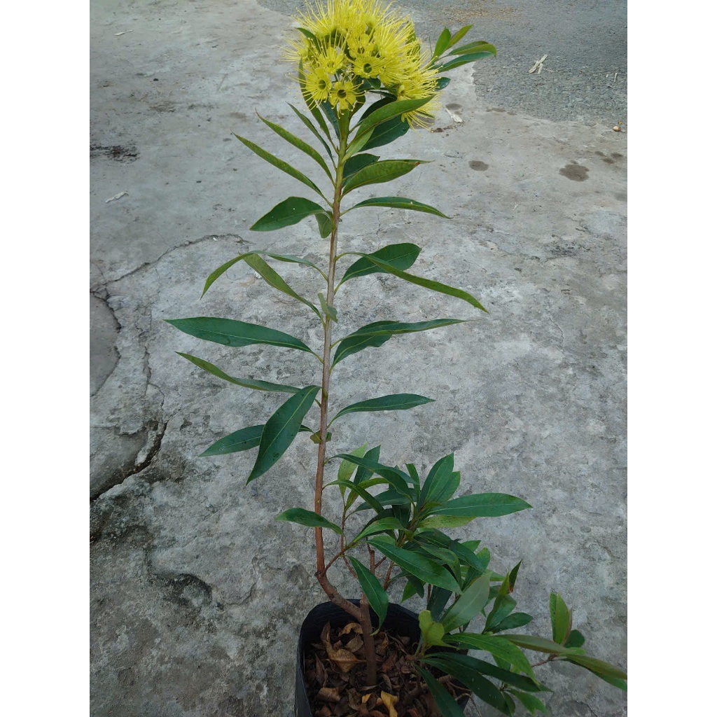 Cây Mai Thái Xanh (Vàng Nghệ) - chậu cây size lớn đang hoa hoặc nụ