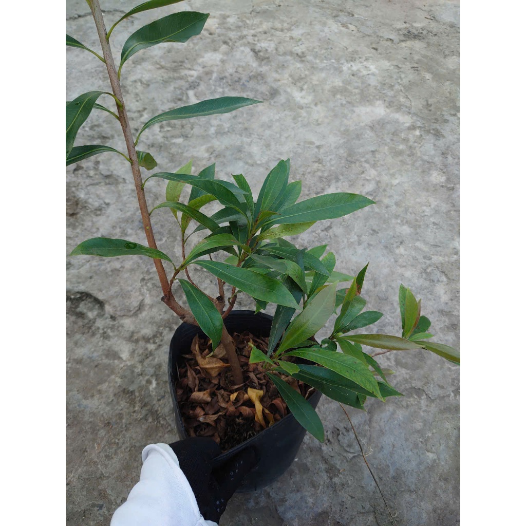 Cây Mai Thái Xanh (Vàng Nghệ) - chậu cây size lớn đang hoa hoặc nụ