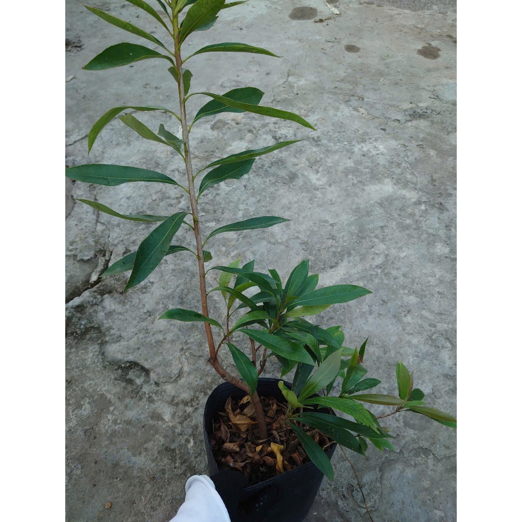 Cây Mai Thái Xanh (Vàng Nghệ) - chậu cây size lớn đang hoa hoặc nụ