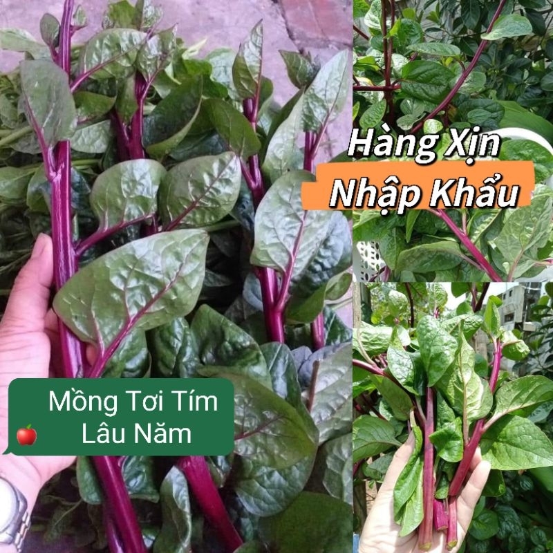 Hạt Giống Mồng Tơi Tím Thái Lan💥 mềm non, cây thu hoạch lâu năm💥 Thái lan