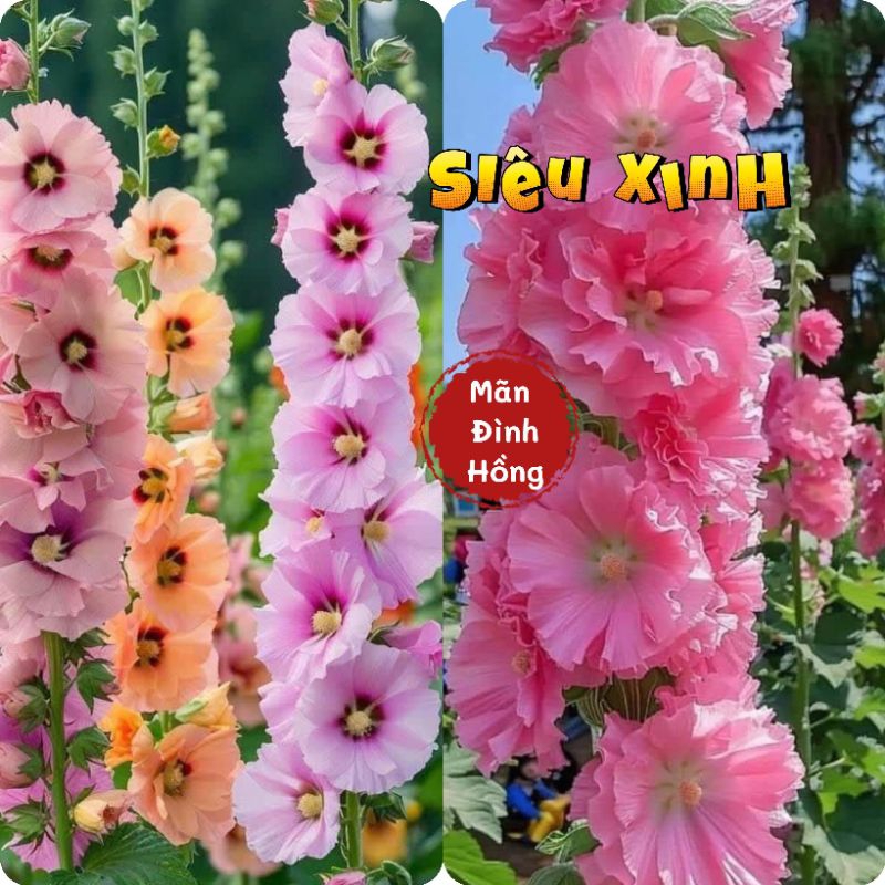50 hạt giống hoa mãn đình hồng mix màu ❤️ đẹp mê mẫn ❤️ chất lượng cao