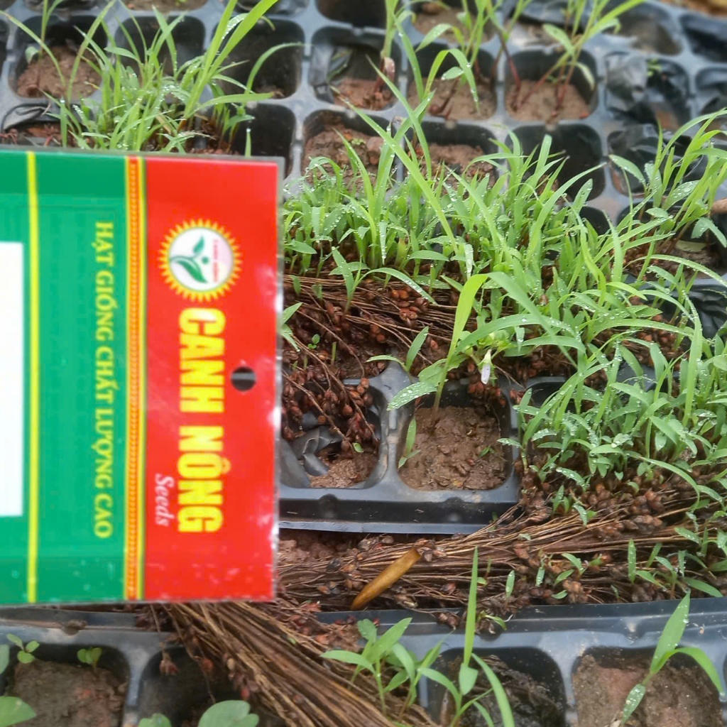 Hạt giống mía Hoàng Kim(1 gói 50h) _giống tốt