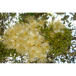 250g Phân bón lá Hợp Trí NPK 7-5-44+TE, RA HOA SỚM HOA TRỔ ĐỀU, ĐỒNG LOẠT, NUÔI TRÁI SẦU RIÊNG, CÀ PHÊ, THANH LONG, LÚA