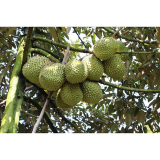 1kg phân bón NPK 15-5-25 tím tan nhanh, Kích Ra Hoa, Tăng Đậu Trái, Lớn trái, củ, Tăng độ ngọt, rau màu.