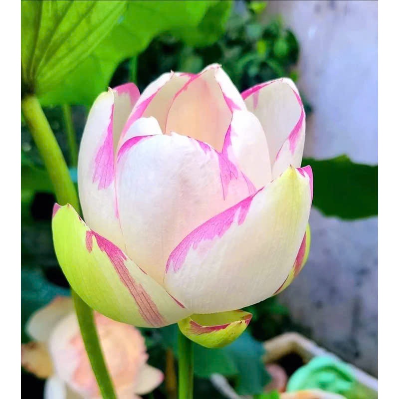 Cây GIỐNG SEN  QUÝ ĐẶC BIỆT Empress