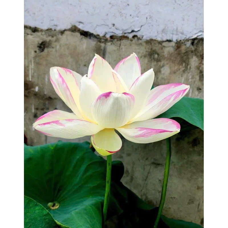Cây GIỐNG SEN  QUÝ ĐẶC BIỆT Empress
